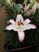 [4222 Hotline No102.JPG]